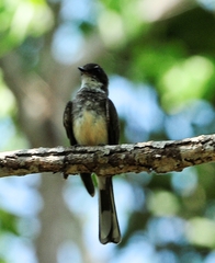 Rhipidura rufiventris