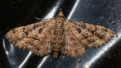 Gymnoscelis lophopus
