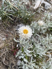 Leucochrysum