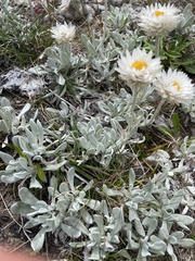 Leucochrysum