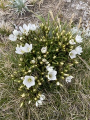 Gentianella muelleriana
