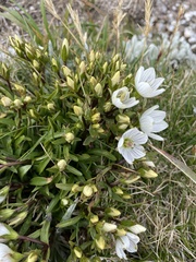 Gentianella muelleriana