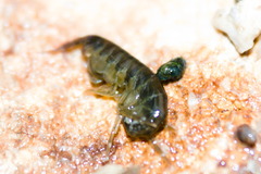 Hyalidae
