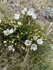 Gentianella muelleriana