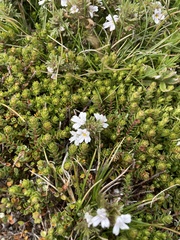 Euphrasia collina diversicolor