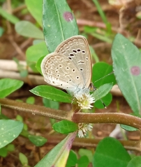 Zizeeria karsandra