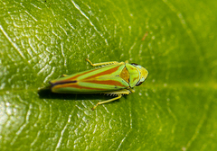 Graphocephala fennahi