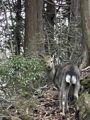 Cervus nippon centralis