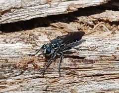 Laphriinae