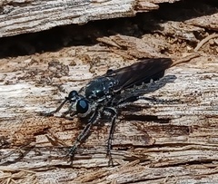 Laphriinae