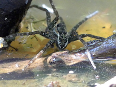 Dolomedes dondalei