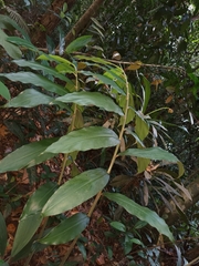Hornstedtia
