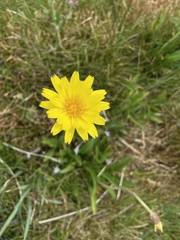 Microseris lanceolata