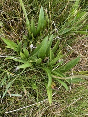 Microseris lanceolata