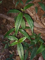 Oldenlandia cristata