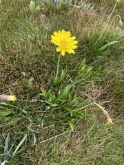 Microseris lanceolata