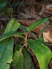 Oldenlandia cristata