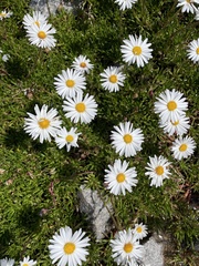 Brachyscome tadgellii