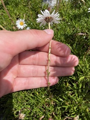 Brachyscome tadgellii