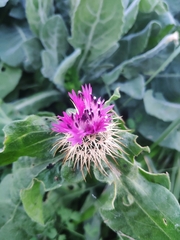 Centaurea seridis