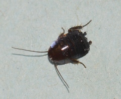 Blatta orientalis