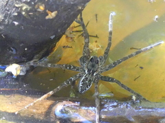 Dolomedes dondalei