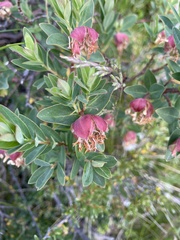 Pimelea ligustrina