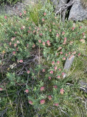 Pimelea ligustrina