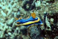 Chromodoris annae