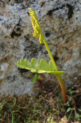 Botrychium pinnatum