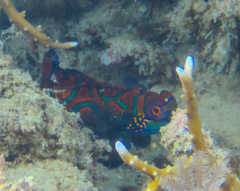 Synchiropus splendidus