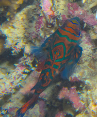 Synchiropus splendidus