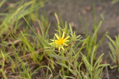 Asteraceae