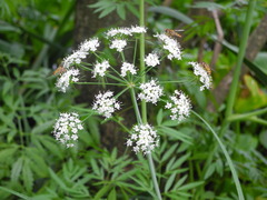 Cicuta virosa