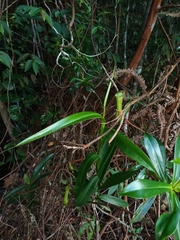 Nepenthes gracilis