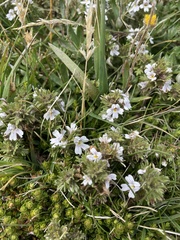 Euphrasia collina diversicolor