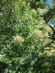 Buddleja saligna