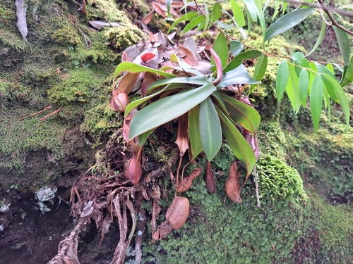 Nepenthes thai Cheek 2