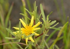 Asteraceae