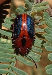 Calomela curtisi