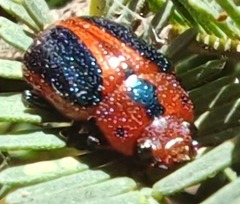 Calomela curtisi