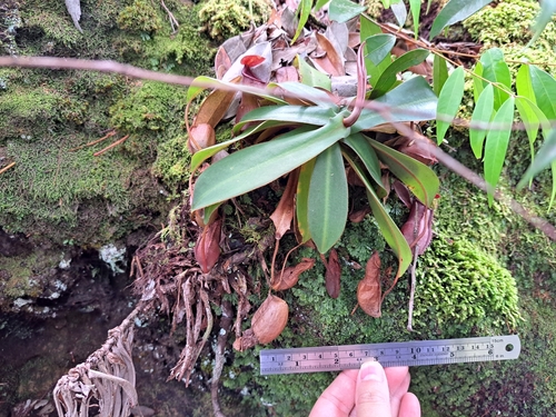 Nepenthes thai Cheek 3