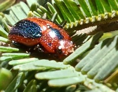 Calomela curtisi