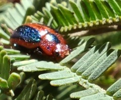 Calomela curtisi