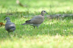 Streptopelia tranquebarica humilis