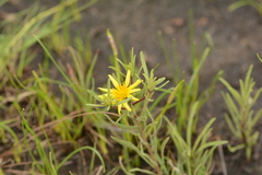 Asteraceae