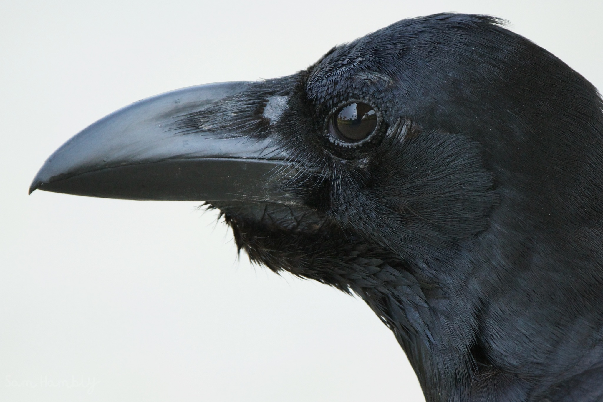 Photos of Eastern Jungle Crow (Subspecies Corvus macrorhynchos