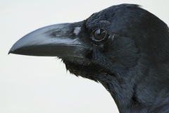 Corvus macrorhynchos levaillantii