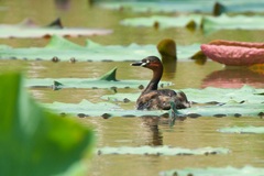 Tachybaptus ruficollis poggei