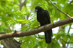 Corvus macrorhynchos levaillantii